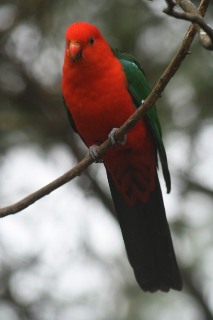 Australian King-Parrot - ML205883461