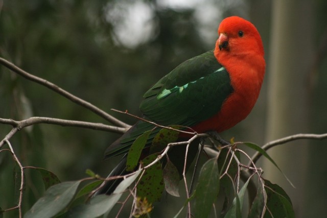 Australian King-Parrot - ML205883471