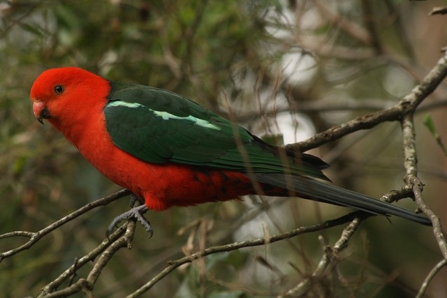 Australian King-Parrot - Rémi Bigonneau