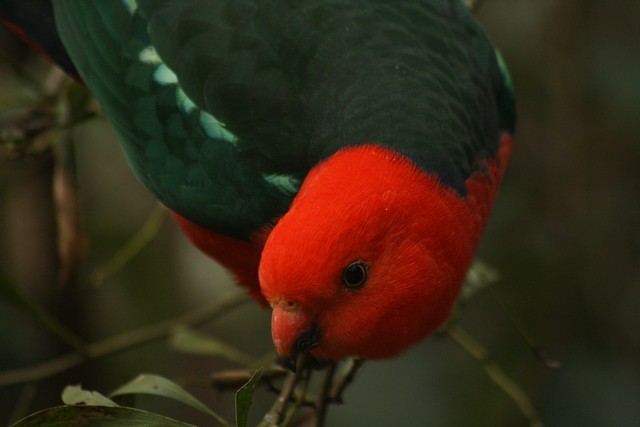 Australian King-Parrot - ML205883491