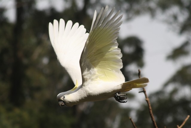 Sulphur-crested Cockatoo - Rémi Bigonneau
