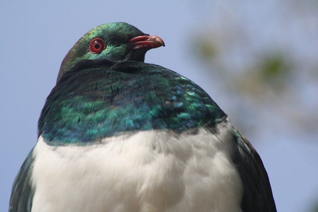 New Zealand Pigeon (New Zealand) - ML205883731