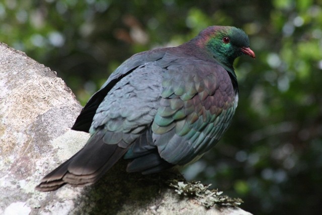 New Zealand Pigeon (New Zealand) - ML205883741