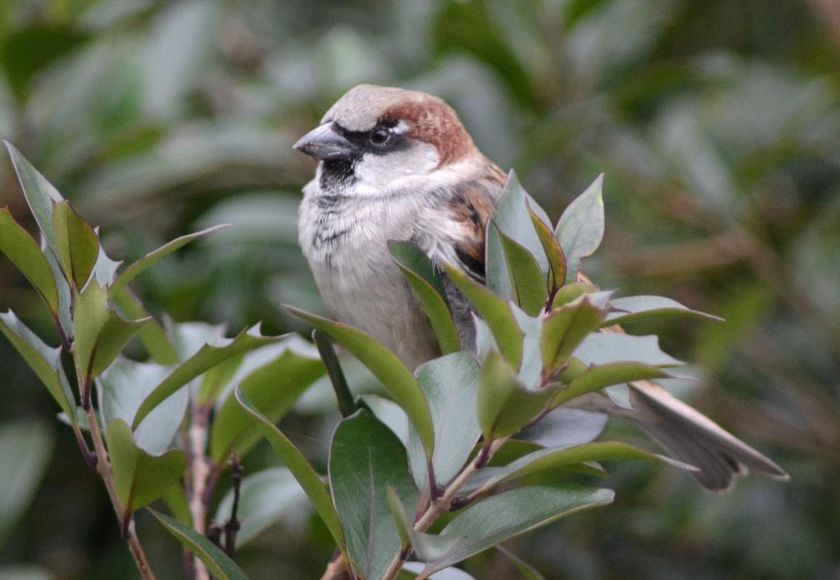 House Sparrow - A Emmerson