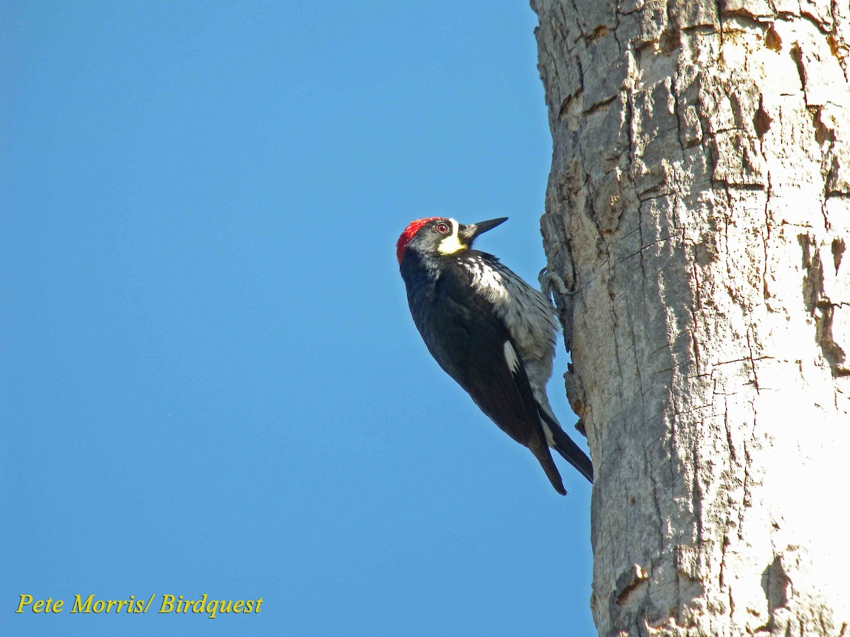 Acorn Woodpecker (Acorn) - Pete Morris