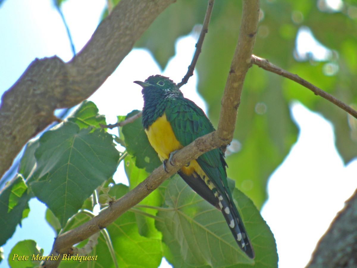 African Emerald Cuckoo - Pete Morris