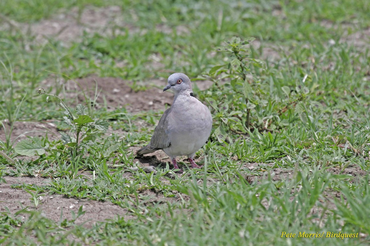 Mourning Collared-Dove - Pete Morris