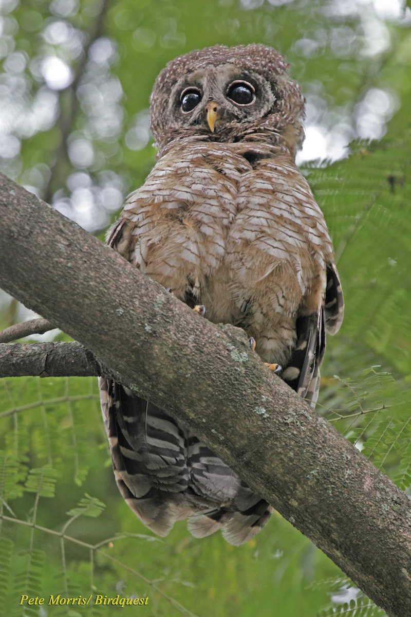 African Wood-Owl - Pete Morris