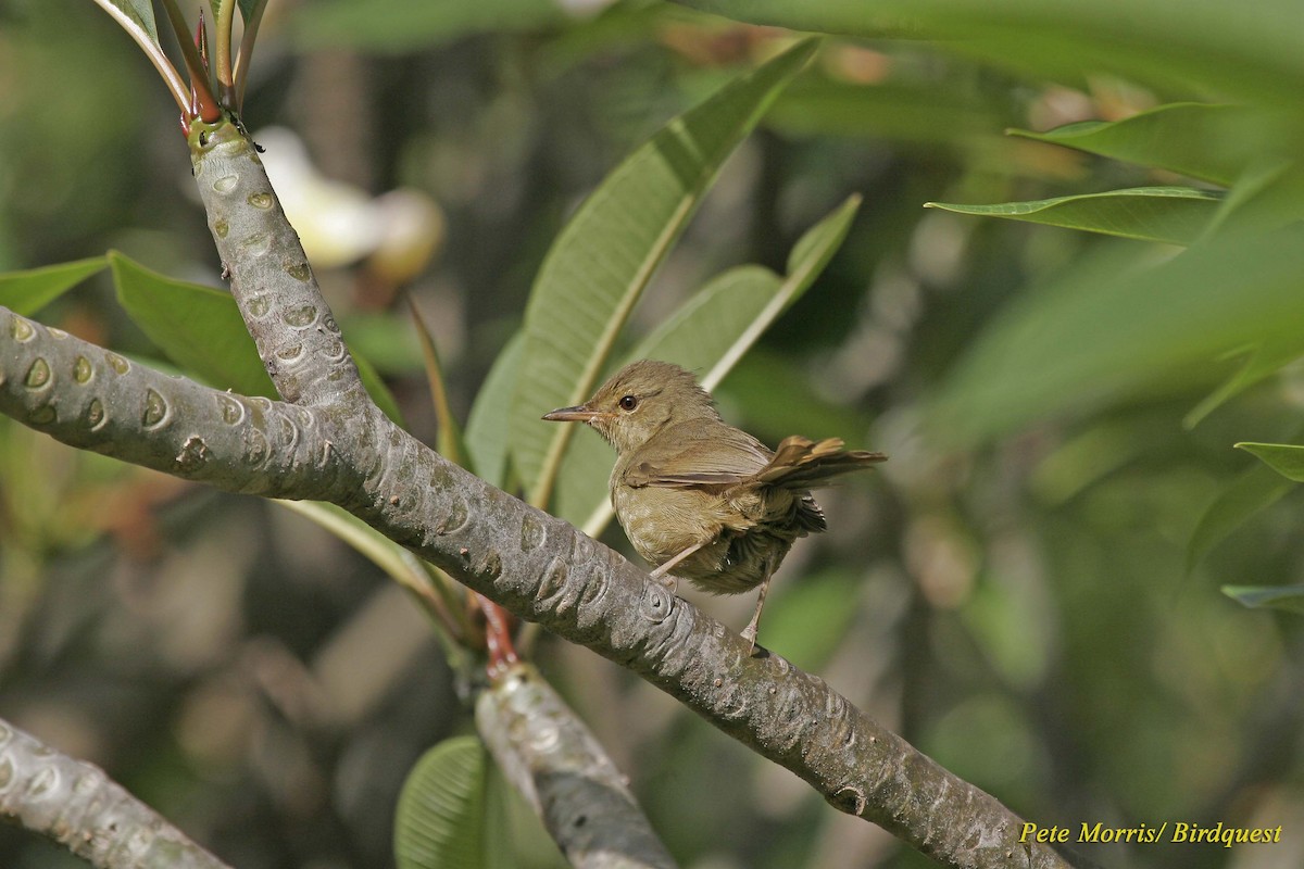 Malagasy Brush-Warbler (Anjouan) - ML205885381