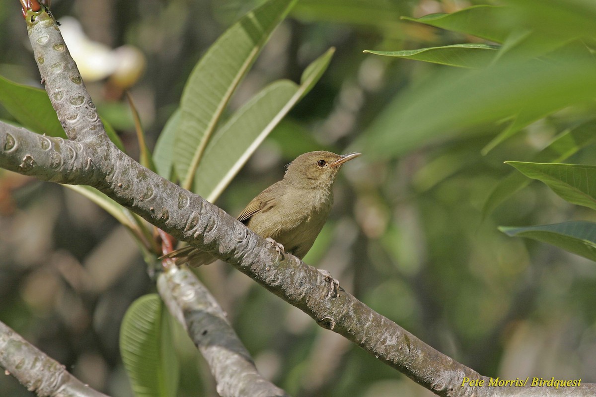 Malagasy Brush-Warbler (Anjouan) - Pete Morris