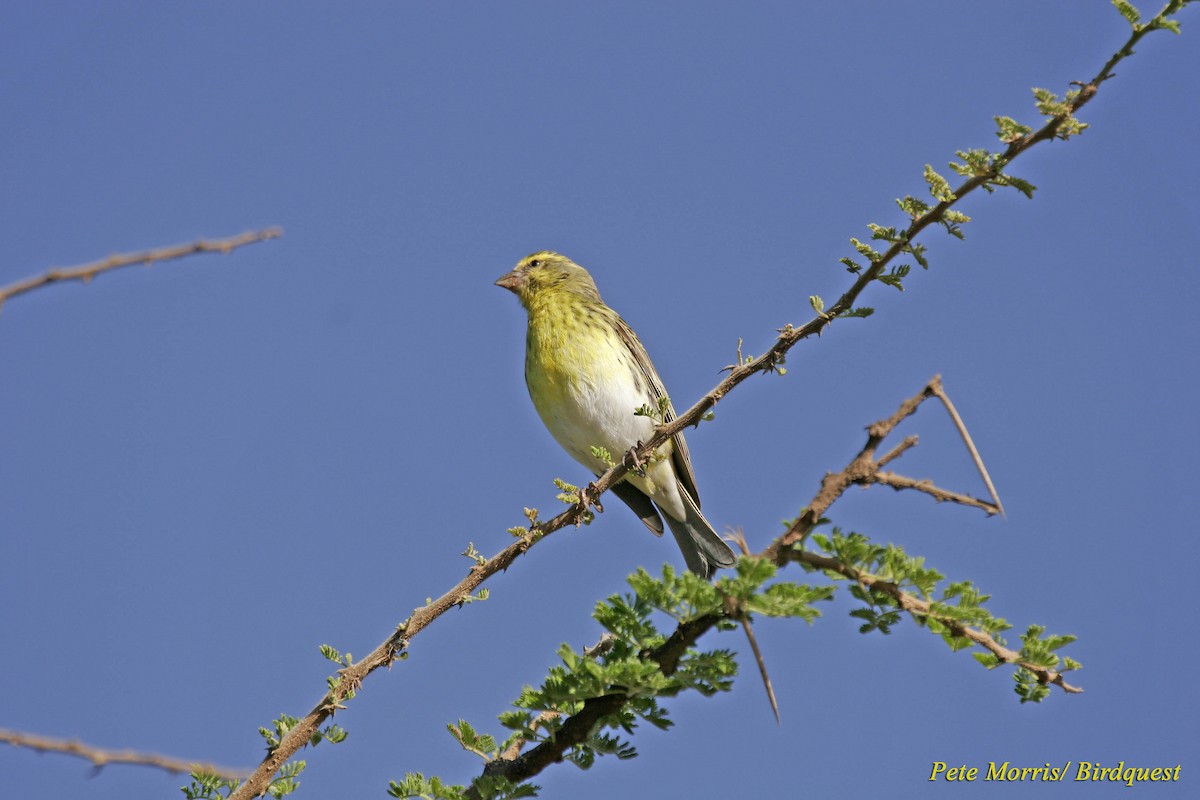 White-bellied Canary - Pete Morris