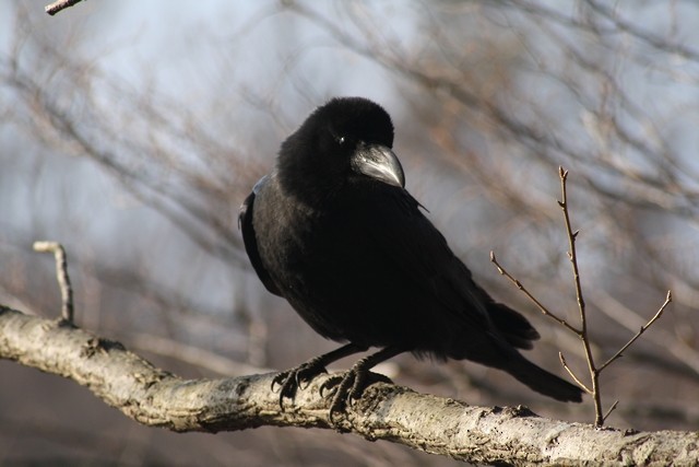 Large-billed Crow - Rémi Bigonneau