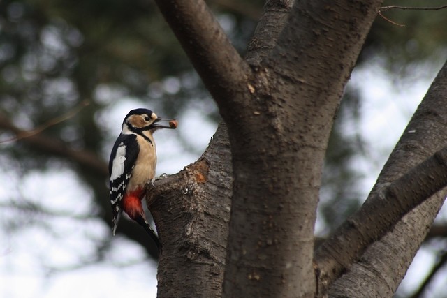 Great Spotted Woodpecker - Rémi Bigonneau