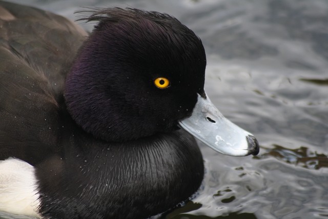 Tufted Duck - ML205885981