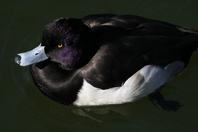 Tufted Duck - ML205886211