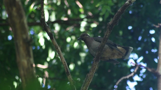 Amethyst Brown-Dove (Amethyst) - Rémi Bigonneau