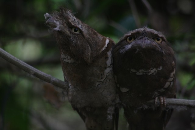 Philippine Frogmouth - ML205886371