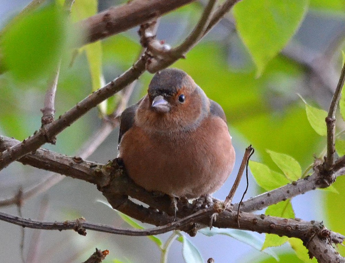 Common Chaffinch - A Emmerson