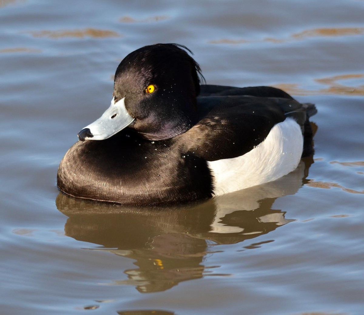 Tufted Duck - ML205887211