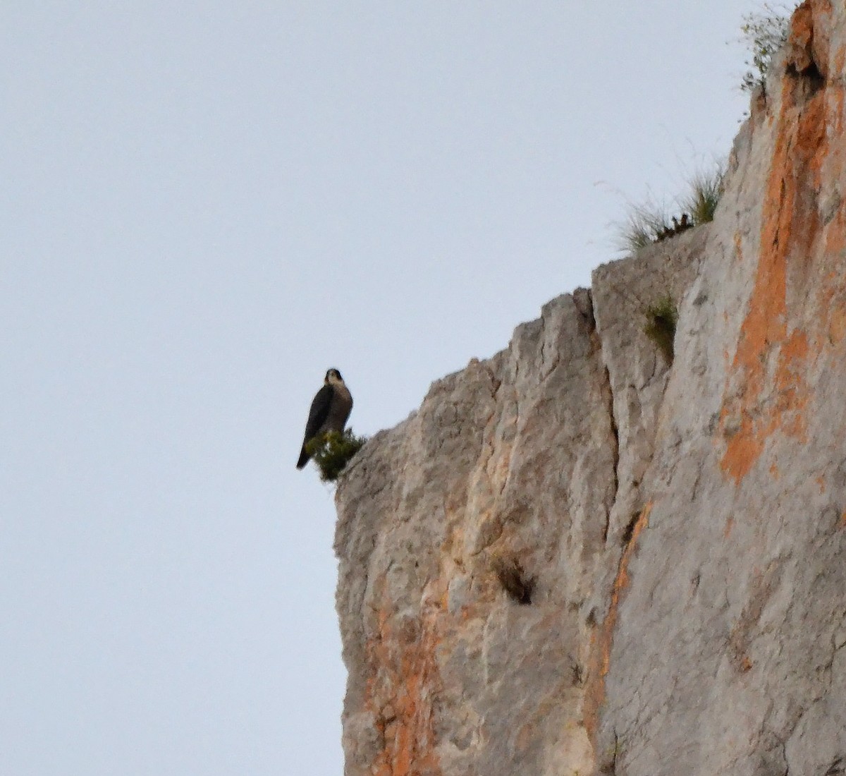 Peregrine Falcon (Mediterranean) - A Emmerson