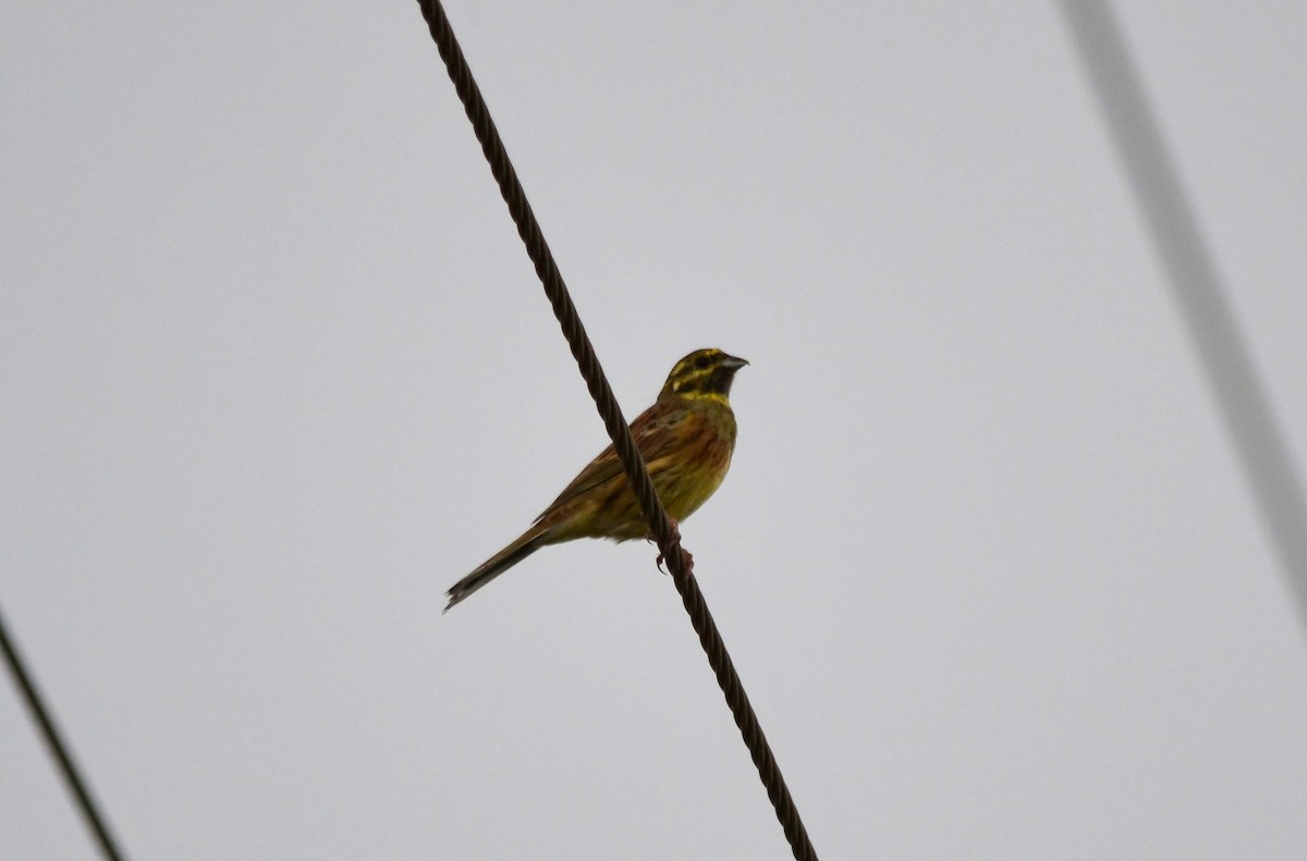 Cirl Bunting - A Emmerson