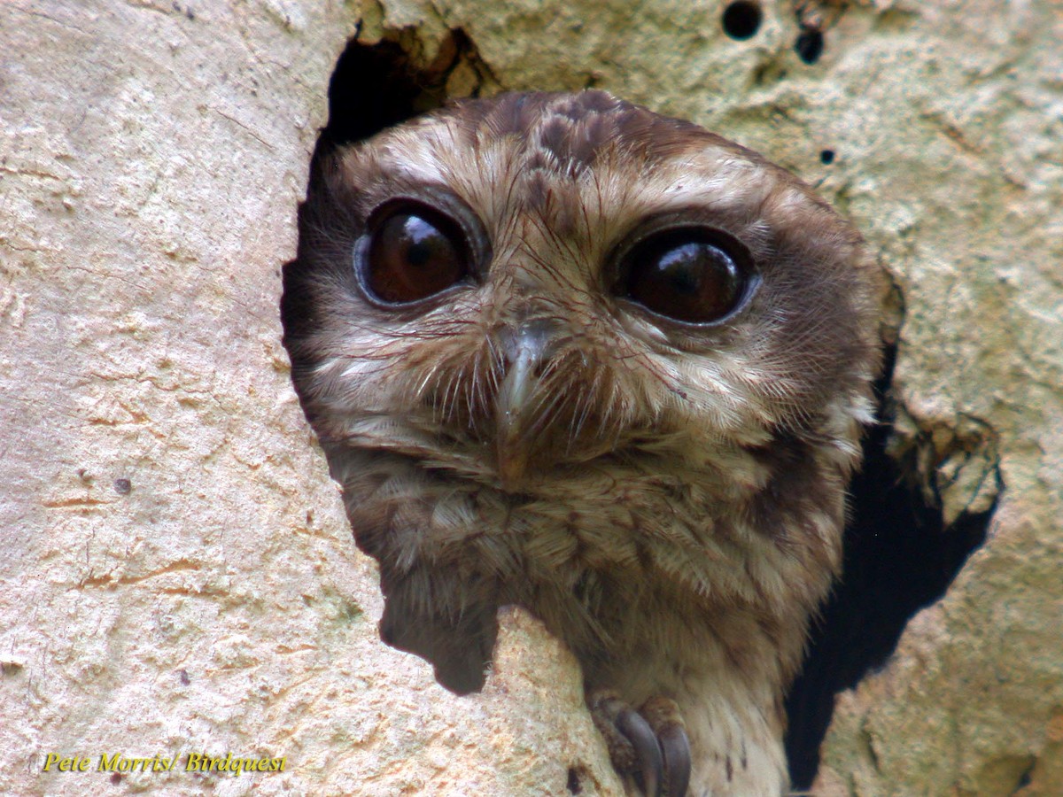 Bare-legged Owl - Pete Morris