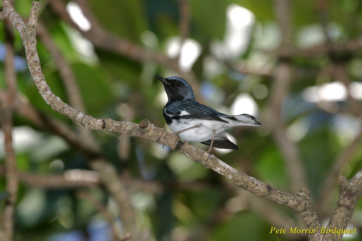 Black-throated Blue Warbler - Pete Morris