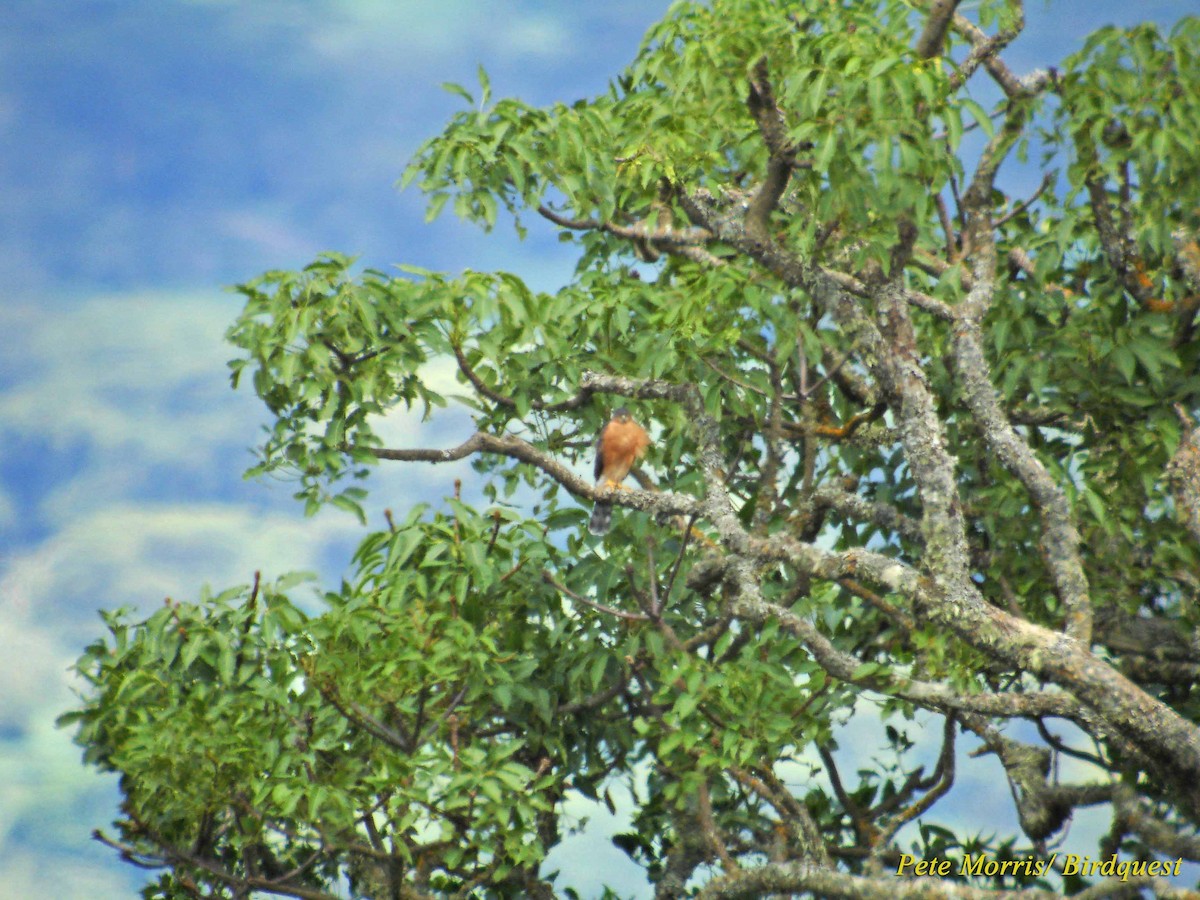 Rufous-breasted Sparrowhawk - Pete Morris