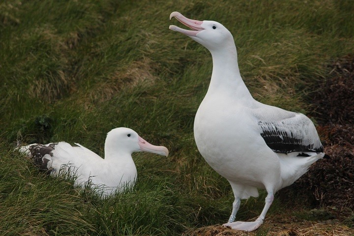 Snowy Albatross - Rémi Bigonneau