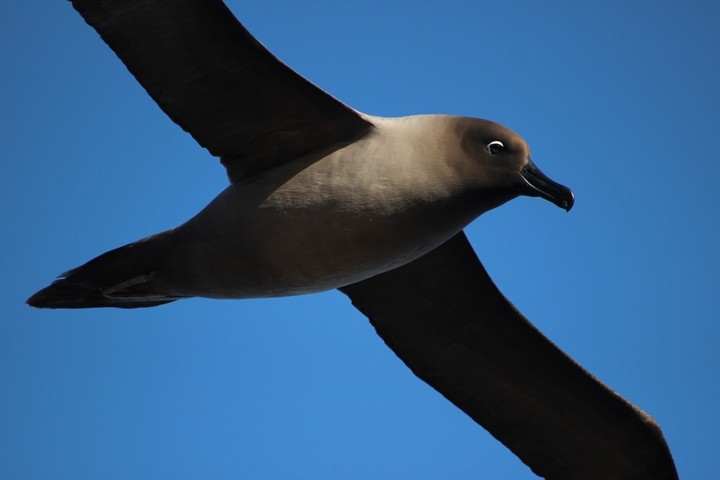 Light-mantled Albatross - Rémi Bigonneau