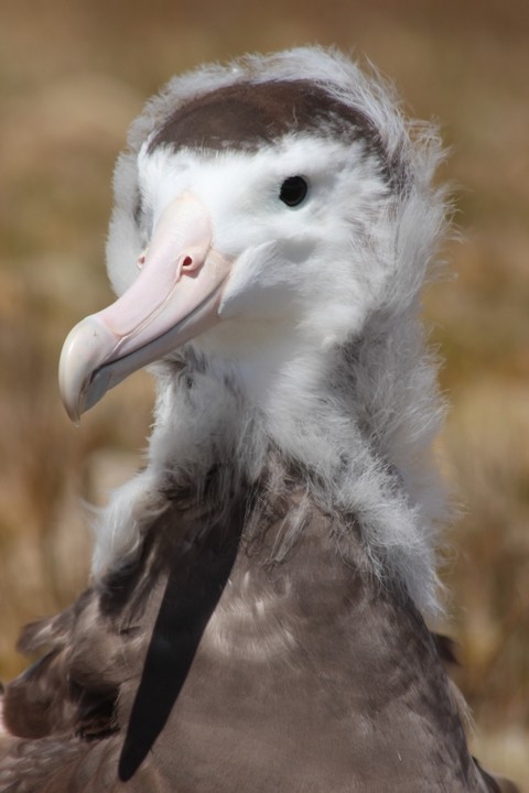 Amsterdam Albatross - Rémi Bigonneau