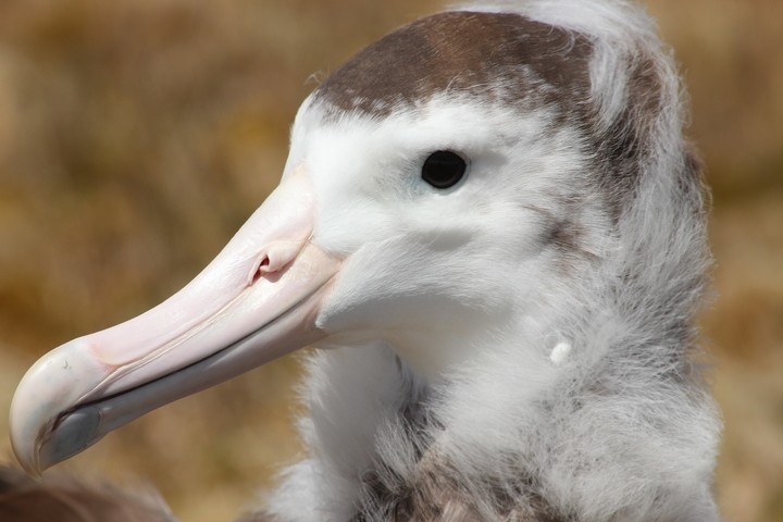 Amsterdam Albatross - Rémi Bigonneau