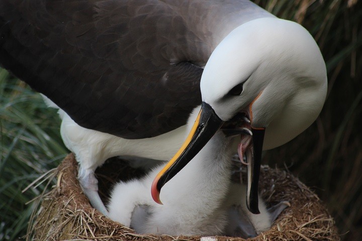 Indian Yellow-nosed Albatross - Rémi Bigonneau