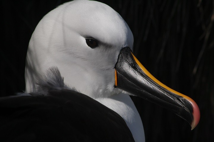 Indian Yellow-nosed Albatross - Rémi Bigonneau