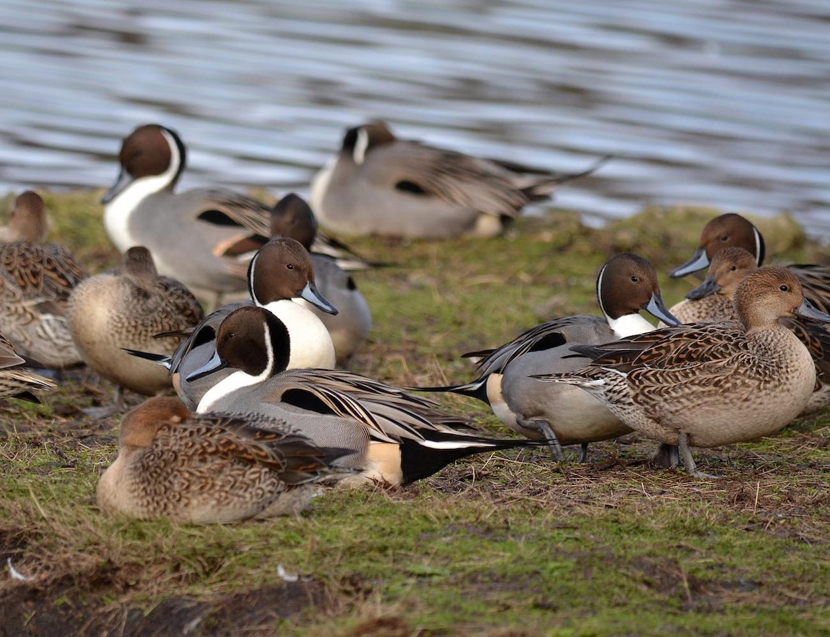 Northern Pintail - A Emmerson