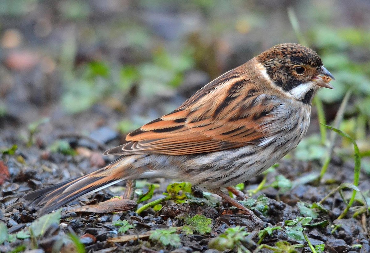 Reed Bunting - A Emmerson