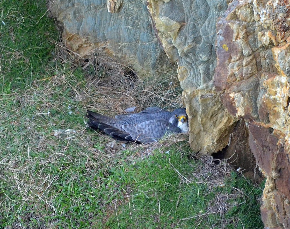Peregrine Falcon (Eurasian) - A Emmerson
