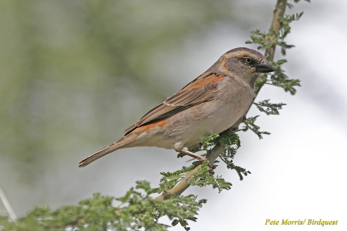 Kenya Rufous Sparrow - Pete Morris