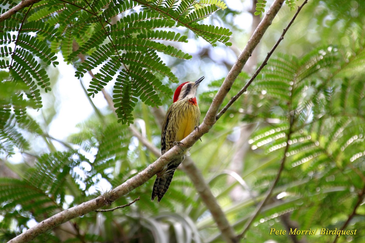 Cuban Green Woodpecker - Pete Morris