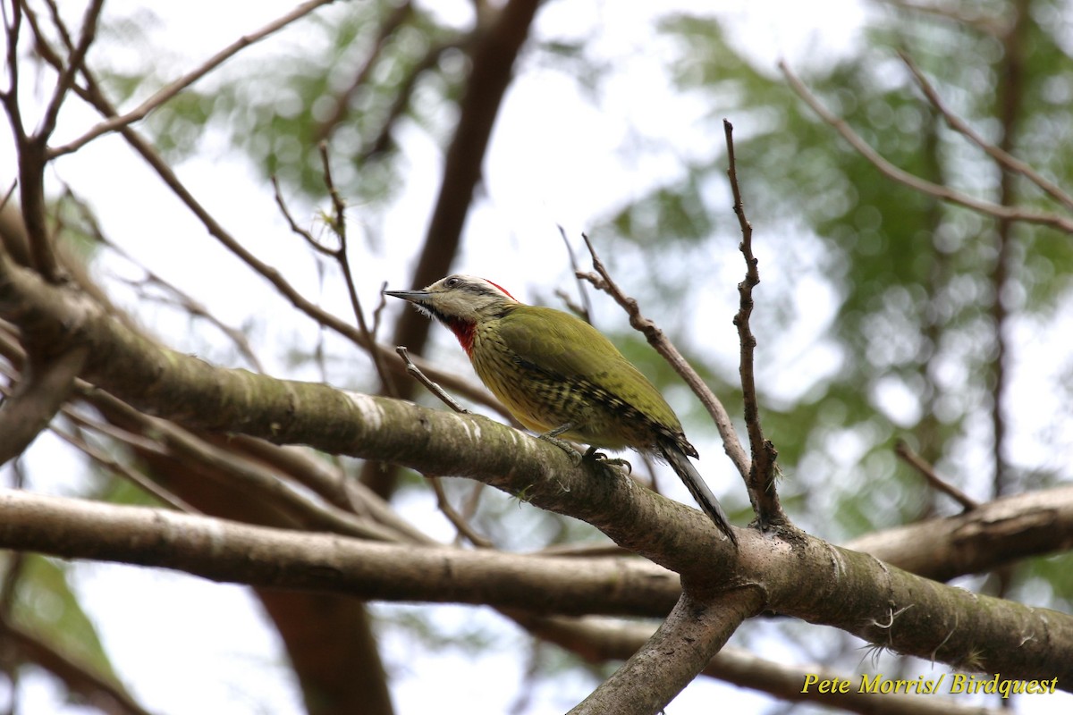 Cuban Green Woodpecker - Pete Morris