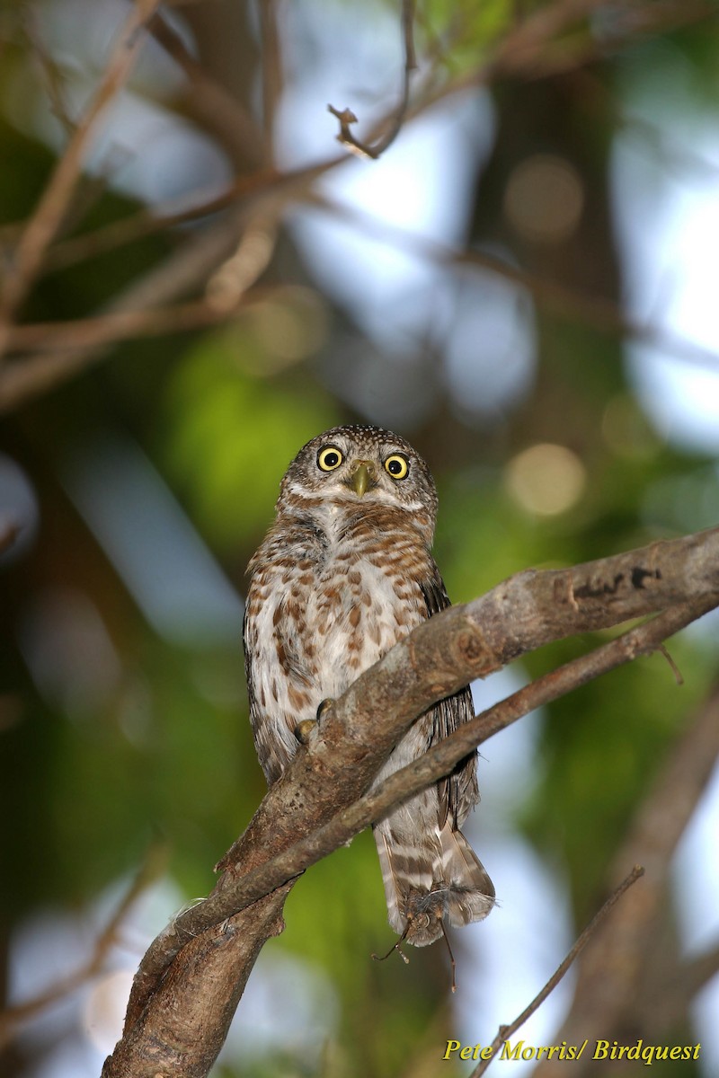 Cuban Pygmy-Owl - Pete Morris
