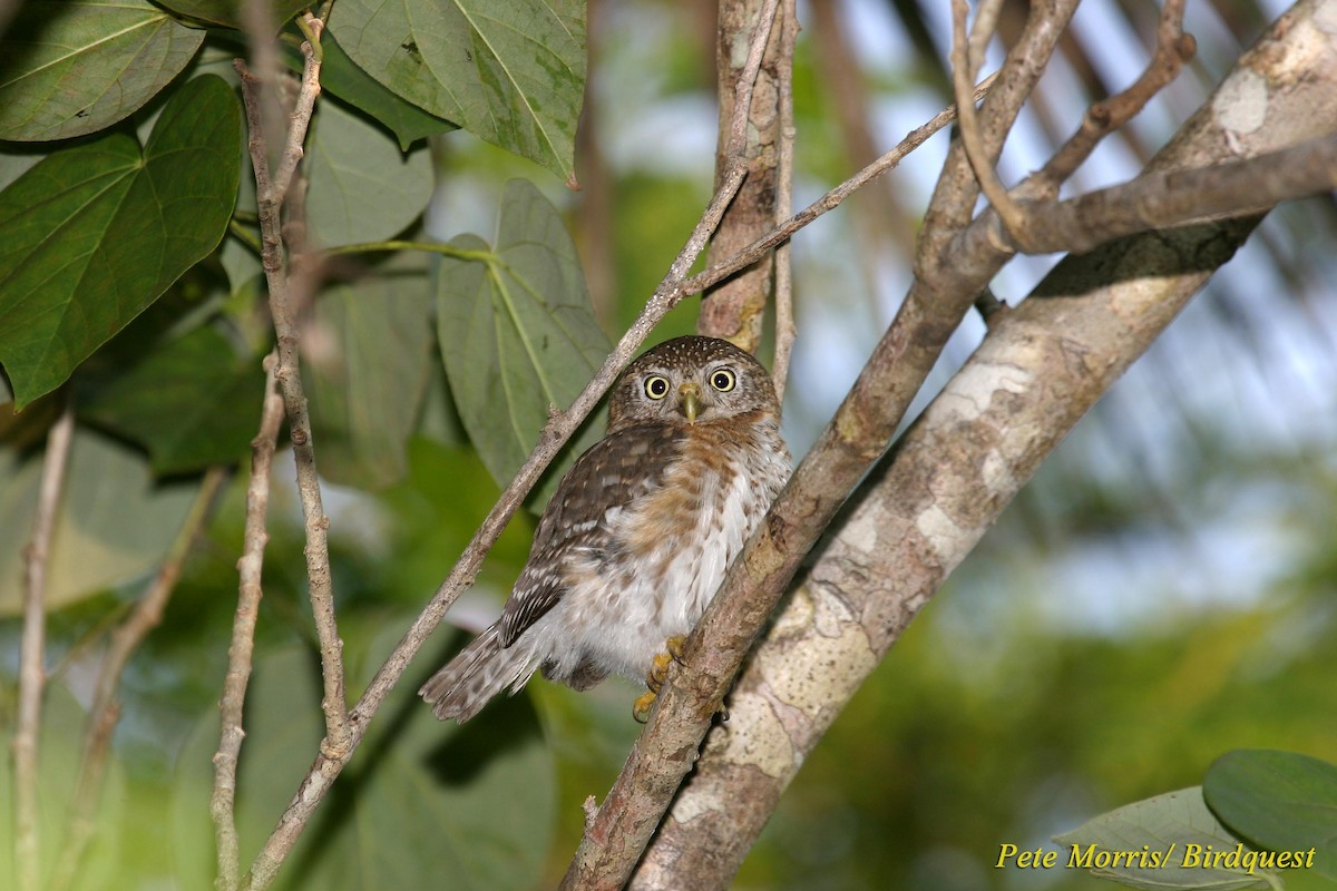Cuban Pygmy-Owl - Pete Morris