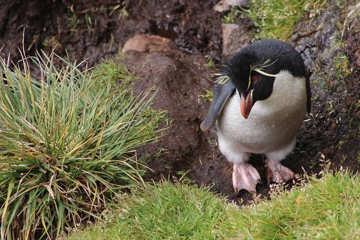 Southern Rockhopper Penguin (Eastern) - Rémi Bigonneau