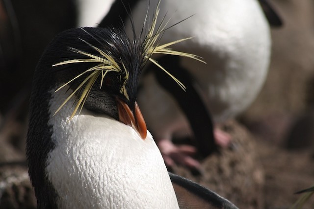 キタイワトビペンギン Ebird