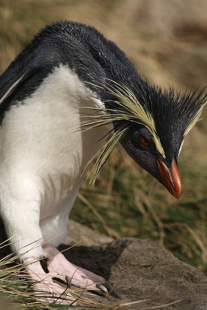 キタイワトビペンギン Ebird