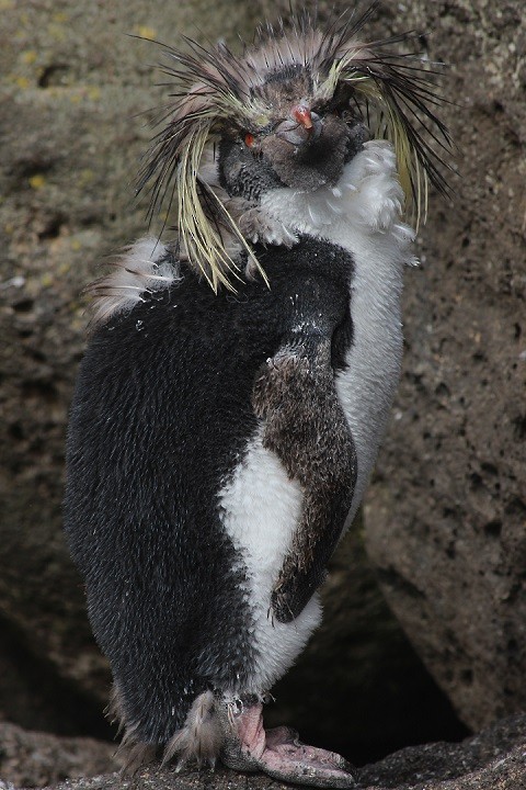 Moseley's Rockhopper Penguin - Rémi Bigonneau