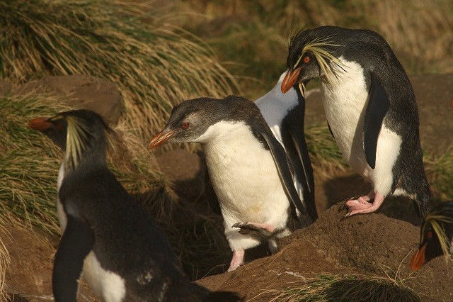 キタイワトビペンギン Ebird