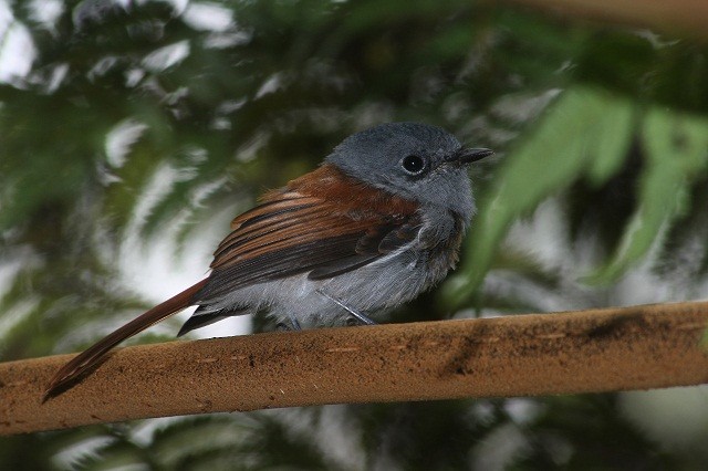 Maskarenya Monarki Ebird