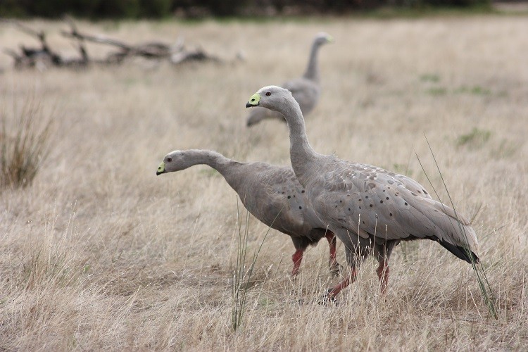 Cape Barren Goose - Rémi Bigonneau