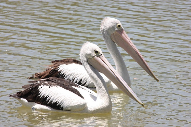 Australian Pelican - Rémi Bigonneau